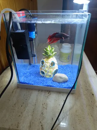 Acuario 20L con filtro y decoración