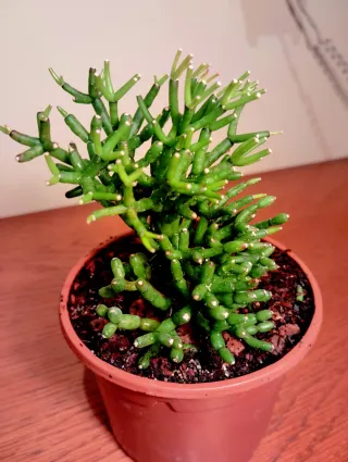 Planta.Rhipsalis Cereuscula.