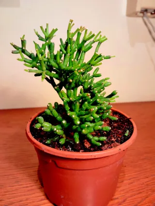 Planta.Rhipsalis Cereuscula.