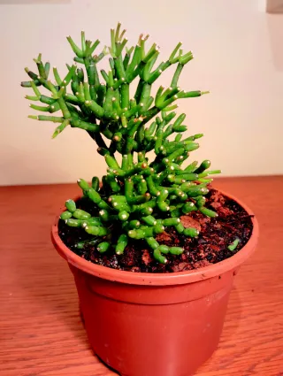 Planta.Rhipsalis Cereuscula.