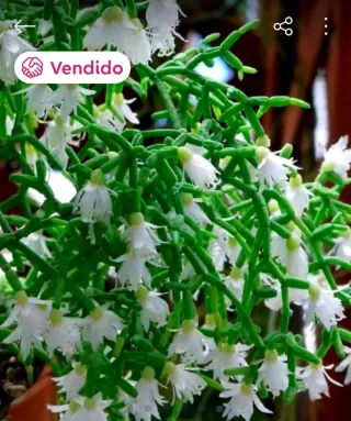 Planta.Rhipsalis Cereuscula.