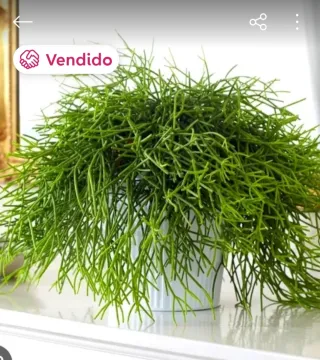 Planta.Rhipsalis Cereuscula.