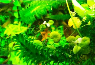 Planta Egeria Elodea Densa Acuario