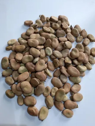 Semillas de habas para plantar