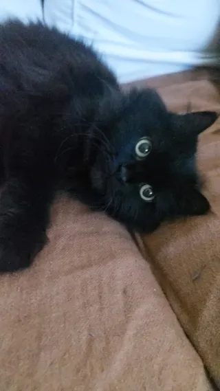 Gata en adopción