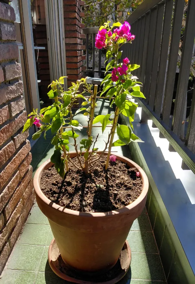 Planta Bougainvillea en maceta grande.