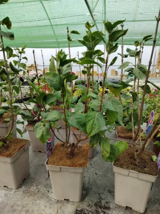 Árboles de Lilos en maceta