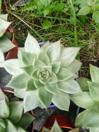 Piante grasse Echeveria Ebony