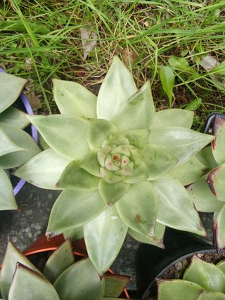 Piante grasse Echeveria Ebony