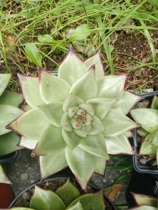 Piante grasse Echeveria Ebony