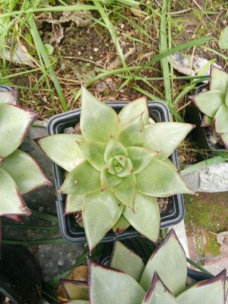 Piante grasse Echeveria Ebony