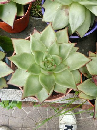 Piante grasse Echeveria Ebony