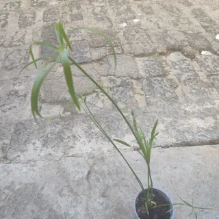 Pianta di papiro