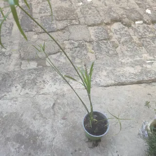 Pianta di papiro