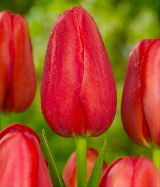 7 bulbi tulipani rossi alti