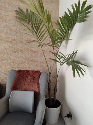 Palmera Kentia grande necesita cariño