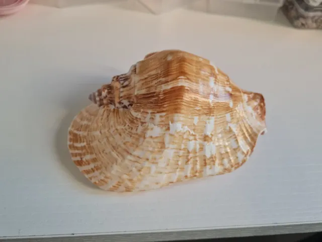 Caracola marina decorativa