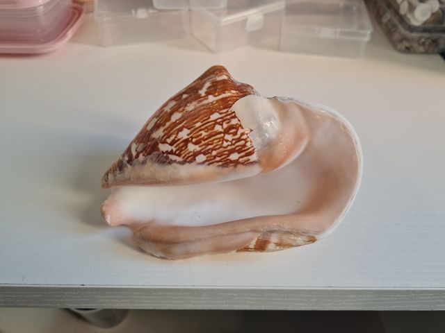 Caracola marina decorativa