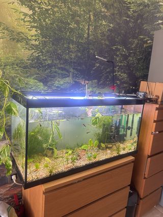 Pecera de cristal grande