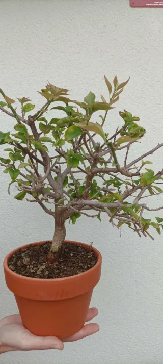 Bonsai Buganvilla flor fucsia