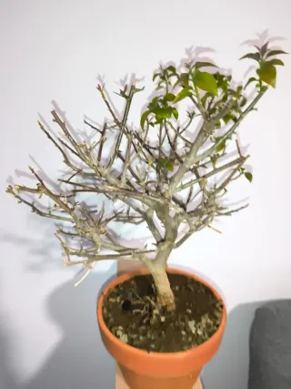 Bonsai Buganvilla flor fucsia. Empieza a brotar