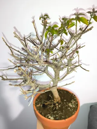 Bonsai Buganvilla flor fucsia. Empieza a brotar