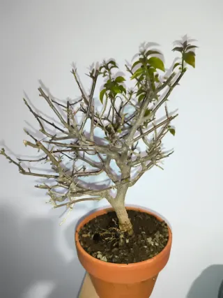 Bonsai Buganvilla flor fucsia. Empieza a brotar