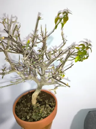 Bonsai Buganvilla Flor Fucsia. Empieza a brotar.