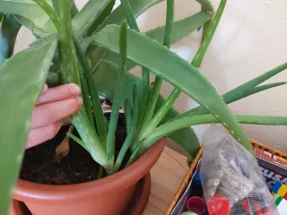Planta Aloe Vera Grande