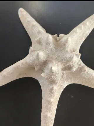 Estrella decorativa.