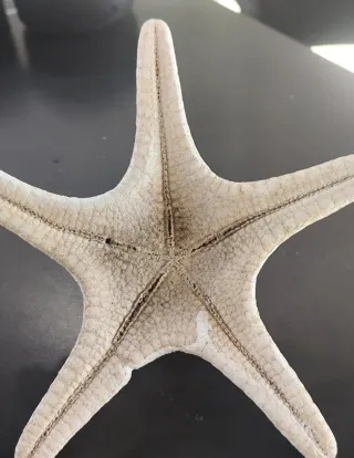 Estrella decorativa.