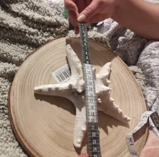 Estrella decorativa.