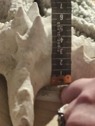 Estrella decorativa.