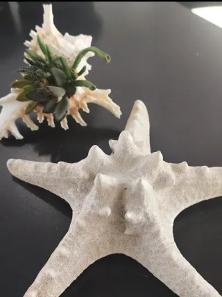 Estrella decorativa.