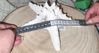 Estrella decorativa.