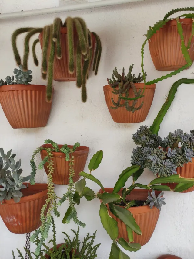 8 Macetas con Cactus y Suculentas