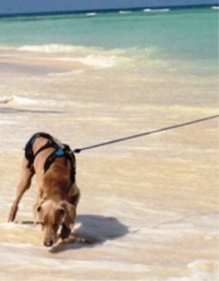 Paseador de Perros, Dog Walker en Sardinero