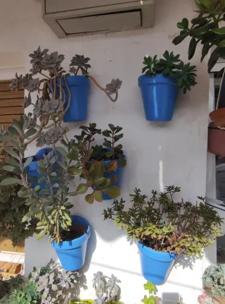 6 Macetas de Pared Azules con Plantas