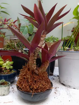 Magueyito planta decorativa