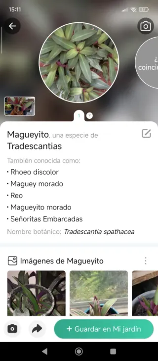 Magueyito planta decorativa