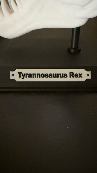 Crânio Tiranossauro Rex 3D