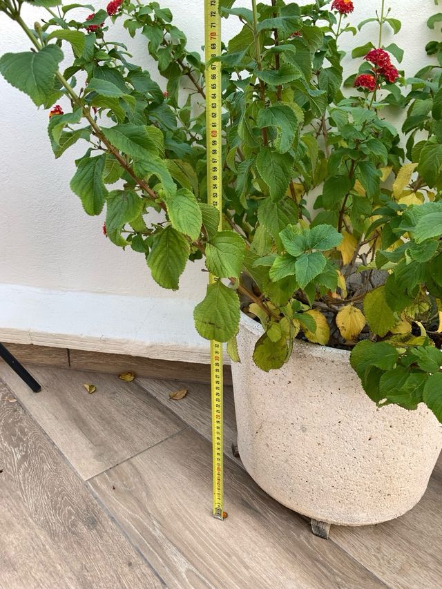 Planta Banderita Flores Rojas y Amarillas