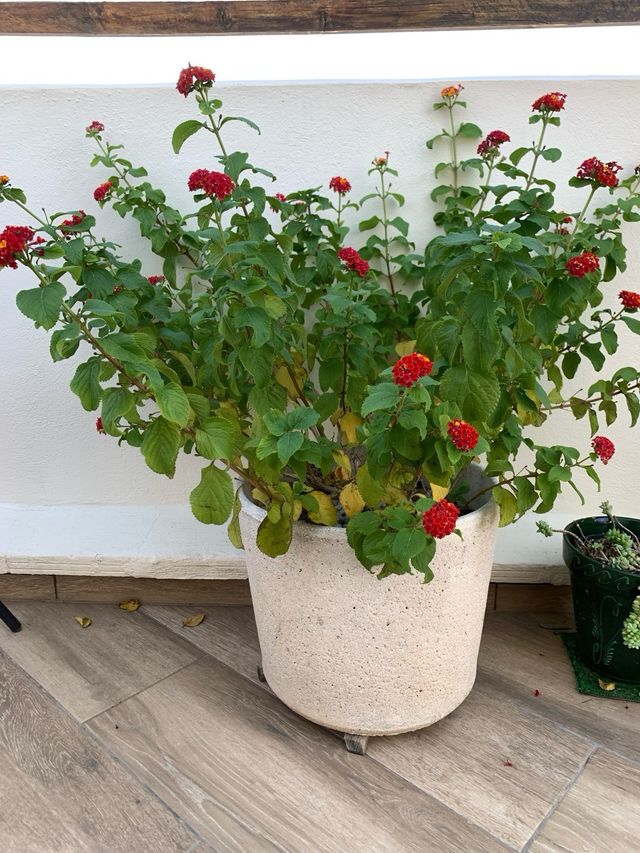 Planta Banderita Flores Rojas y Amarillas