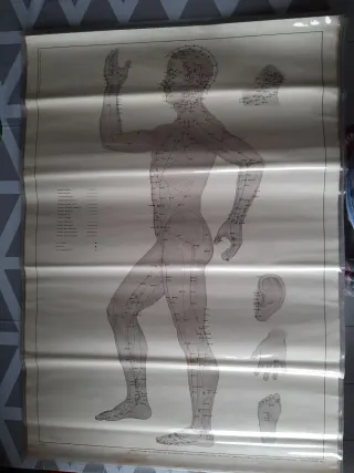 Tavole Agopuntura Fianco e Dorso