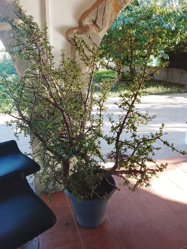 Planta Jade grande en maceta