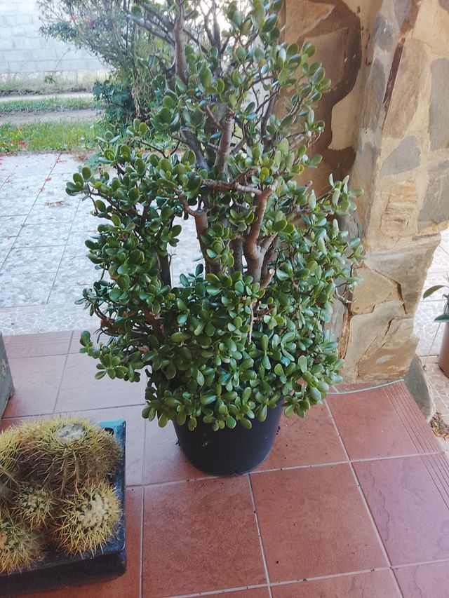 Planta Jade en maceta negra