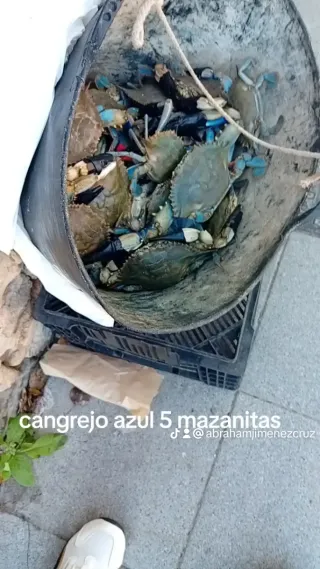 Vendo cangrejo azules