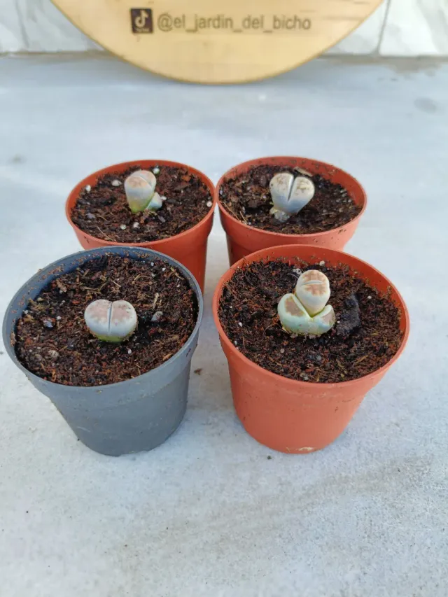Lithops