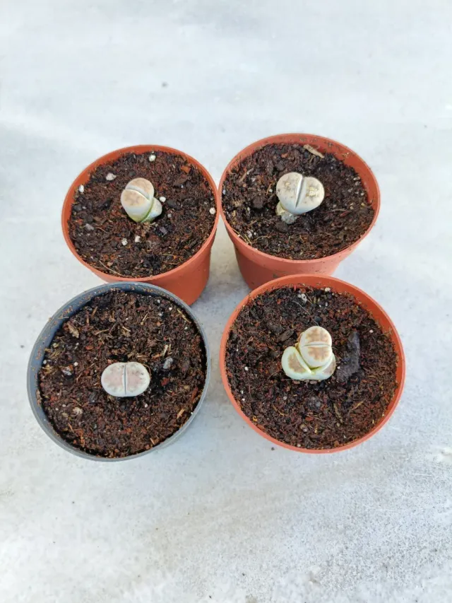 Lithops