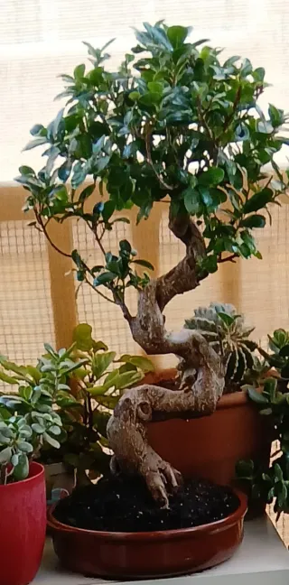 Bonsai  de ficus retuza